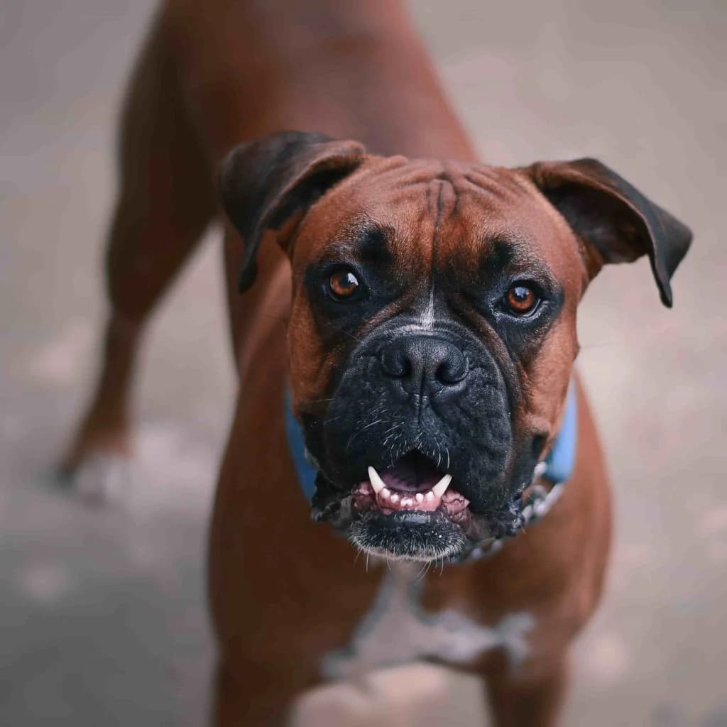 Boxer — afinidad 92/100