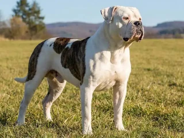 Bulldog Americano — perfil de raza