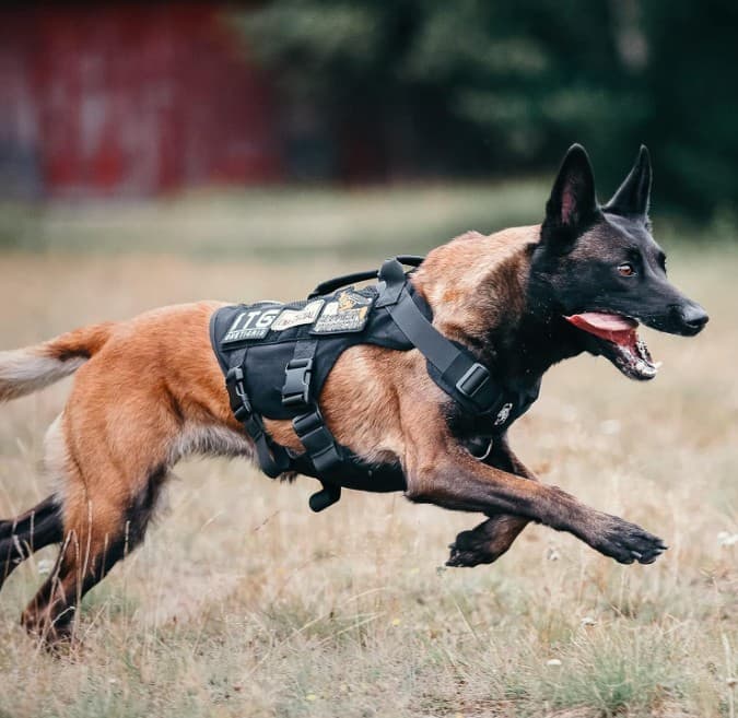 Arnés K9 Táctico anti-tirones · 4